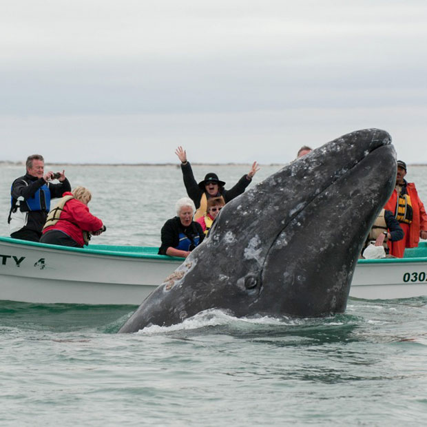 Whale Watching (seasonal)